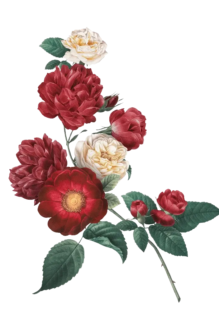 Midnight 01 couple depan 1.png