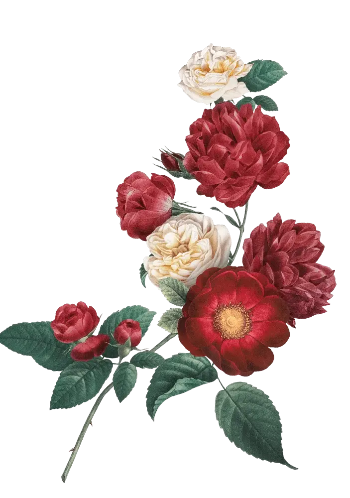 Midnight 01 couple depan 2.png